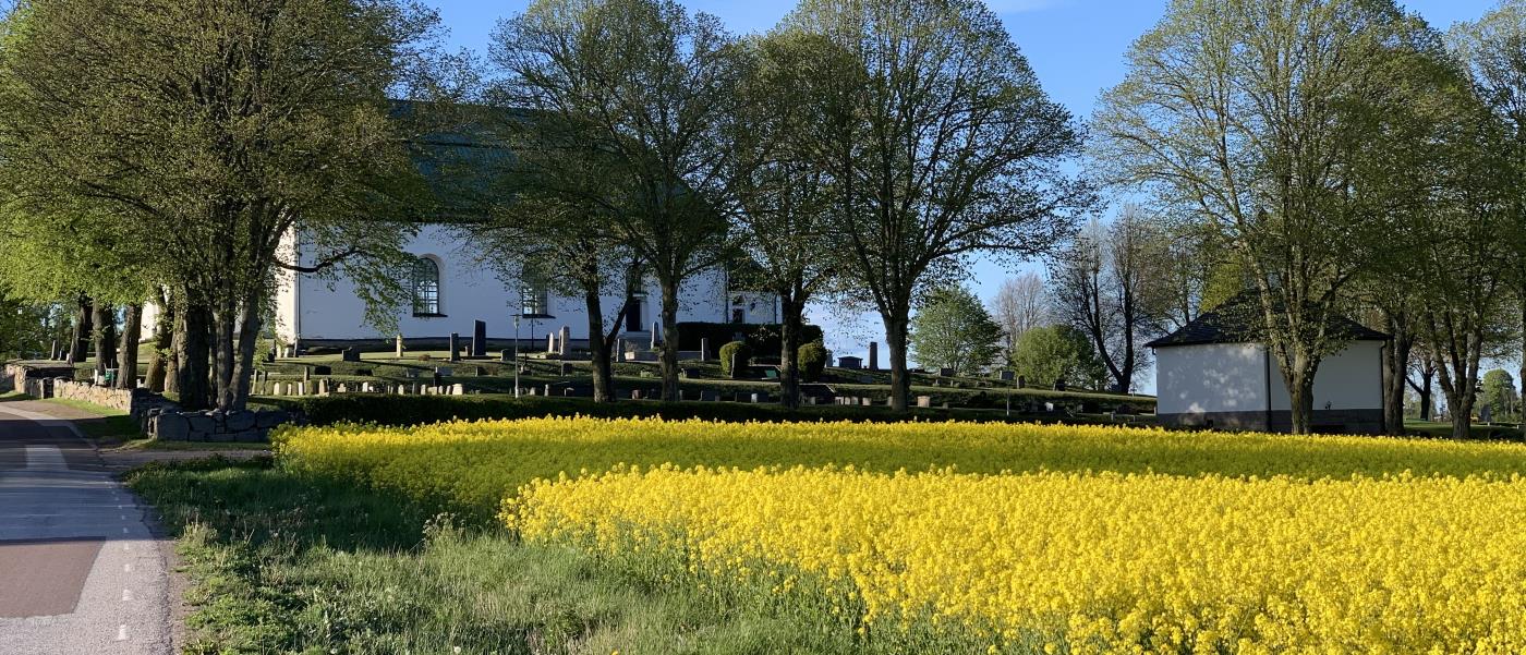 Stora Åby kyrka. Framför kyrkogårdsmuren blommar rapsen gul.