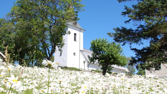 Sya kyrka med en äng av prästkragar framför kyrkan.