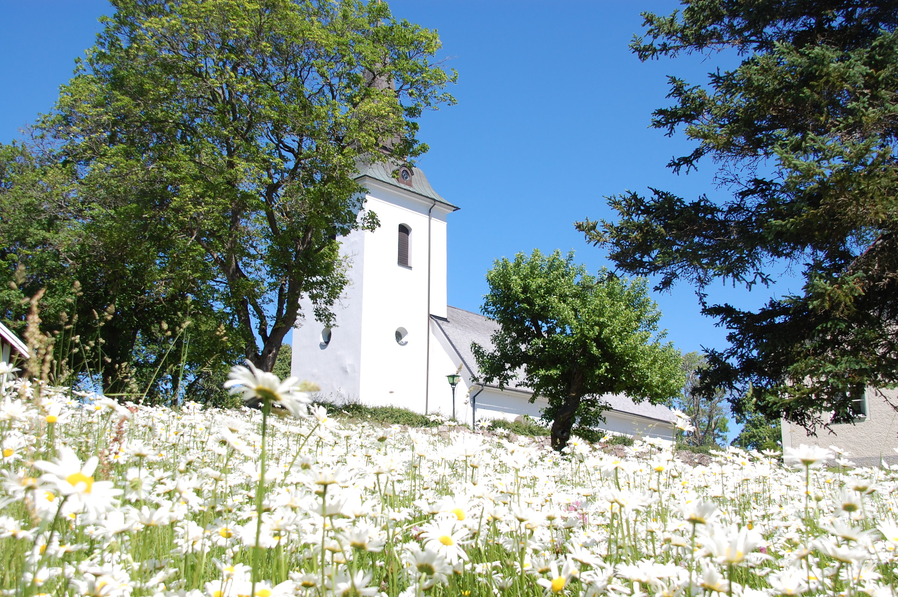 Sya kyrka med en äng av prästkragar framför kyrkan.