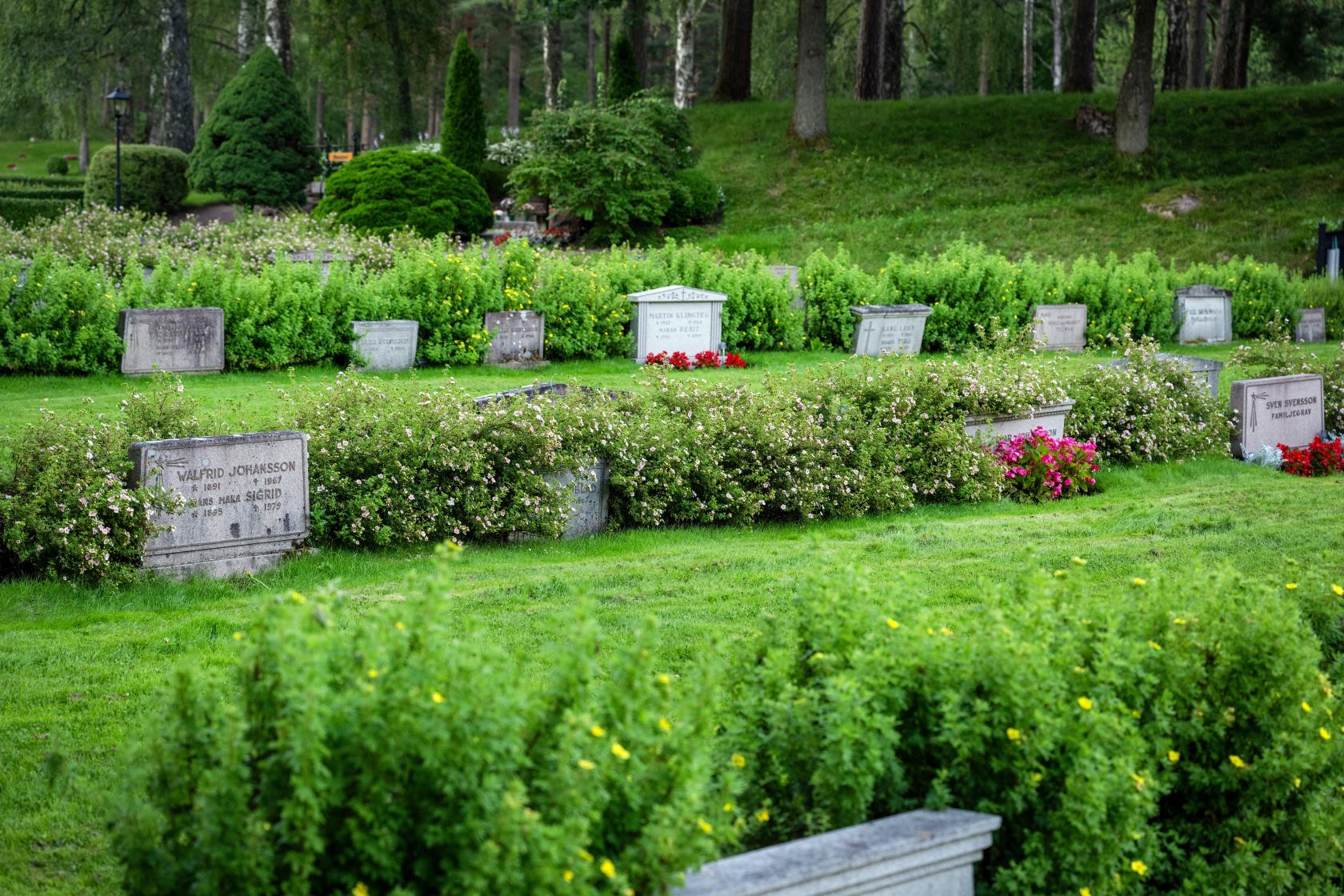 Boxholms kyrkogård. Gravar längst med häckar.