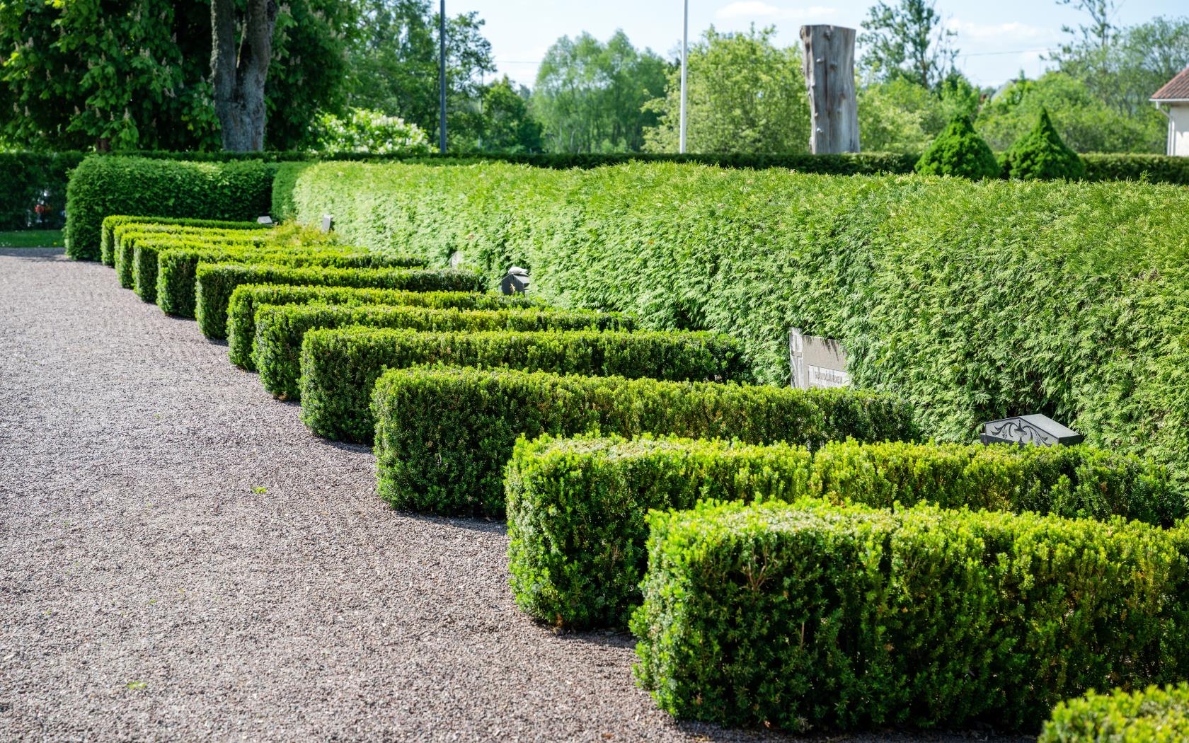 Tujahäckar på kyrkogården runt gravar.