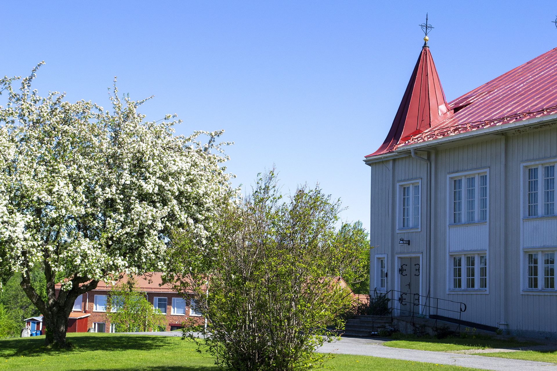 Bilden visar Fällfors kyrka i sommarskrud. Till höger i bild ser vi en prydnadsapel som står i full blom mot den blå himlen. 