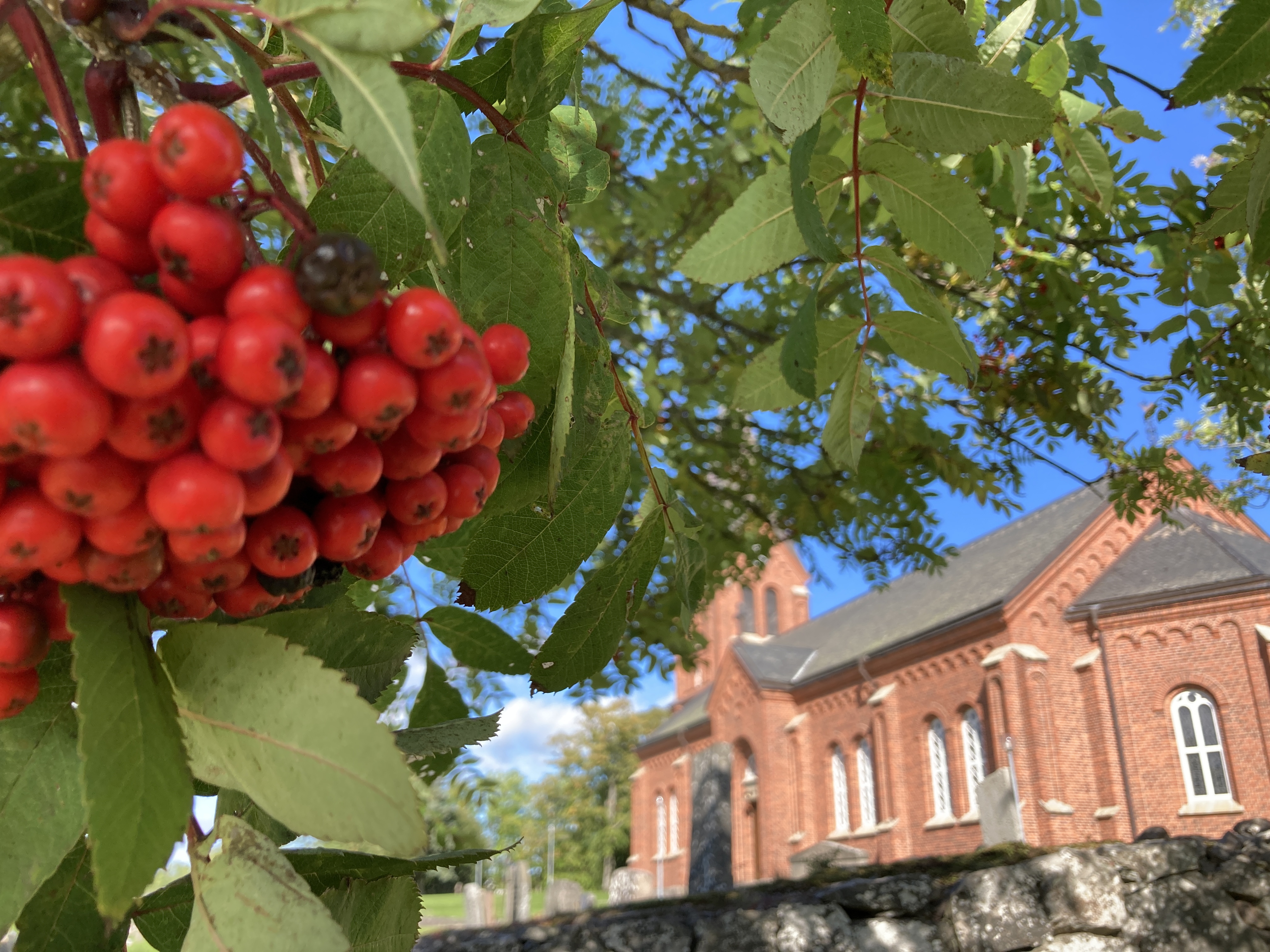 Töreboda kyrka i bakgrunden, rönnbär och blad i förgrunden.