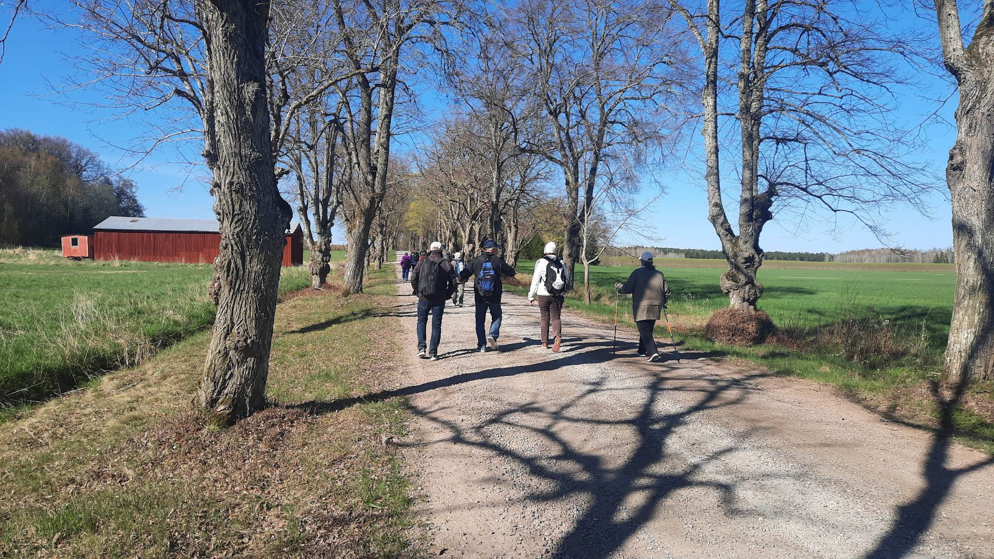 Pilgrimsvandring på landsväg under snöfri, solig vinterdag