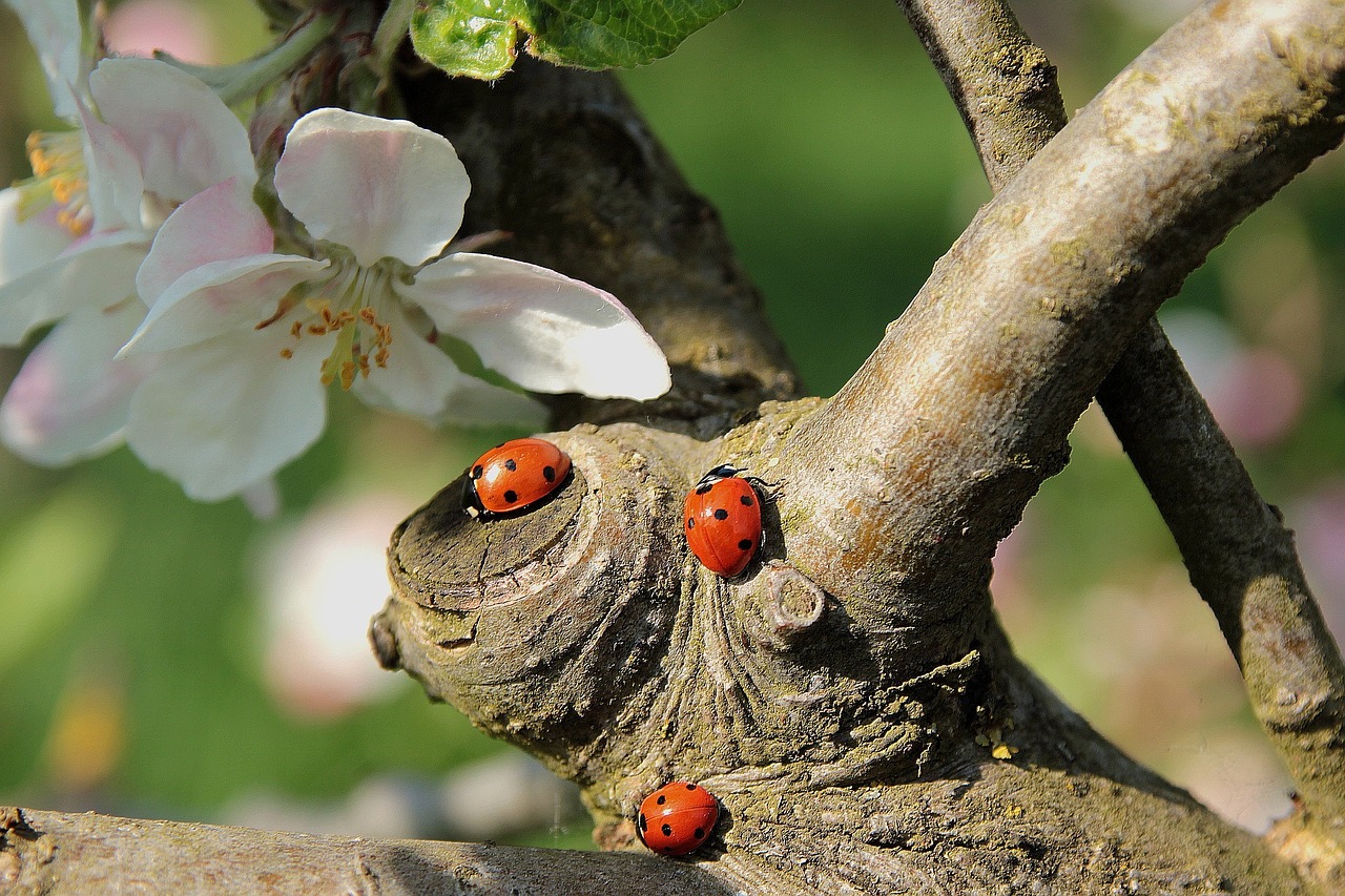 Tre nyckelpigor sitter på en gren. Vita blommor syns också.