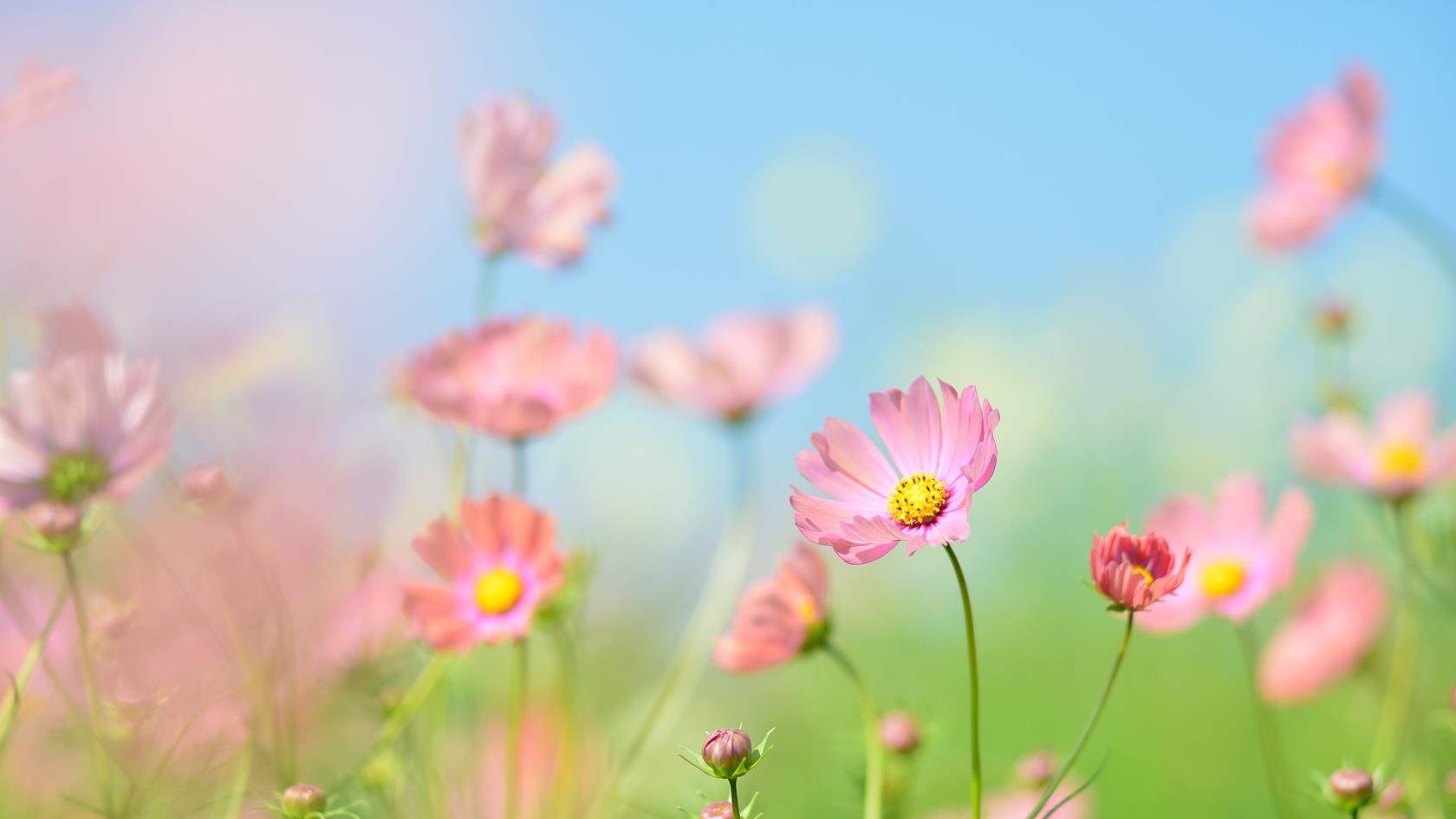 Blommor på en sommaräng. 