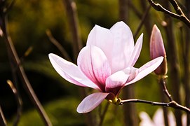 Magnolia