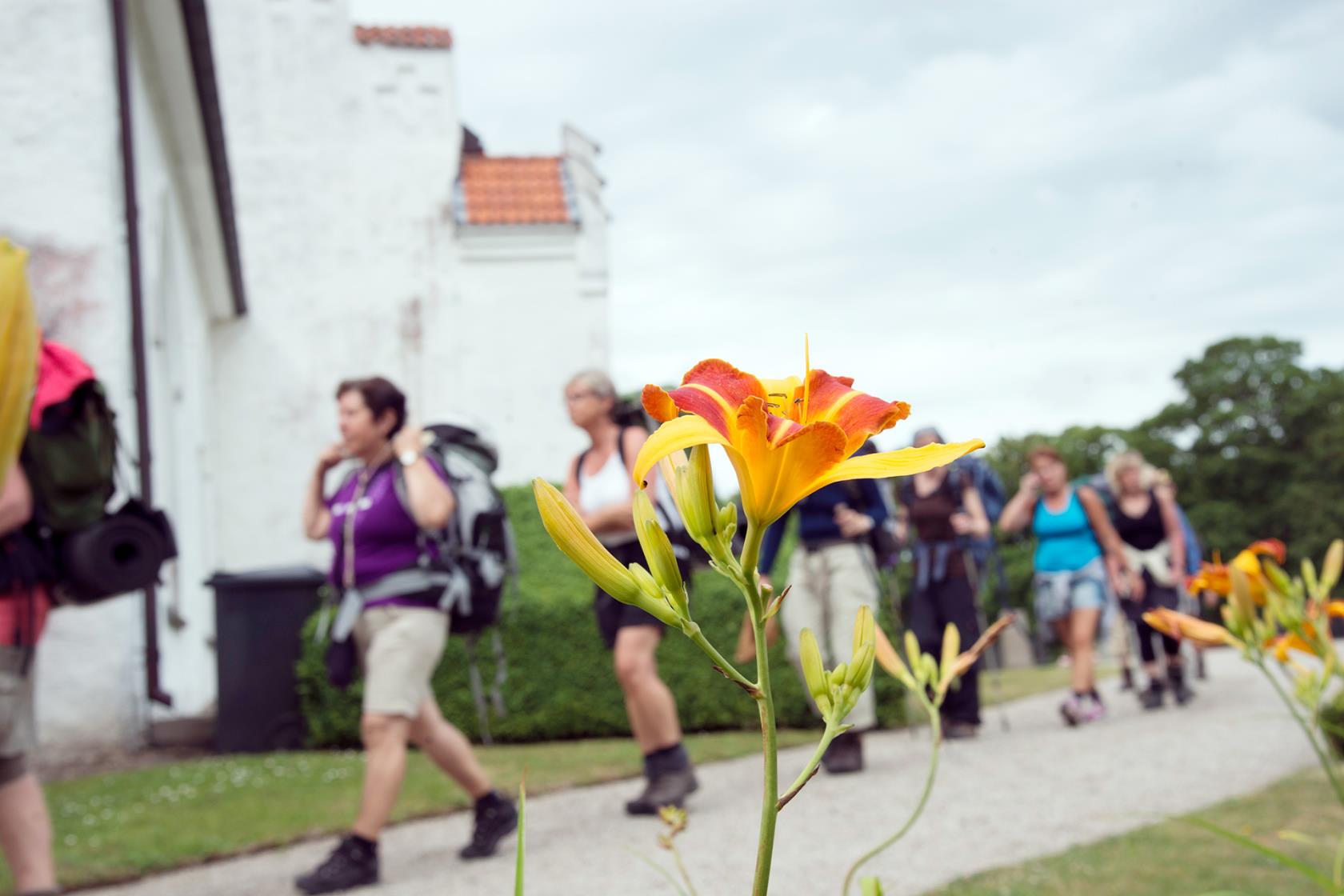 Pilgrimer på väg genom somrigt svenskt landskap