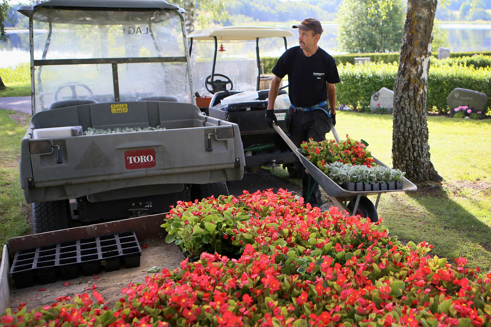 Plantering av sommarblommor på Risinge kyrkogård