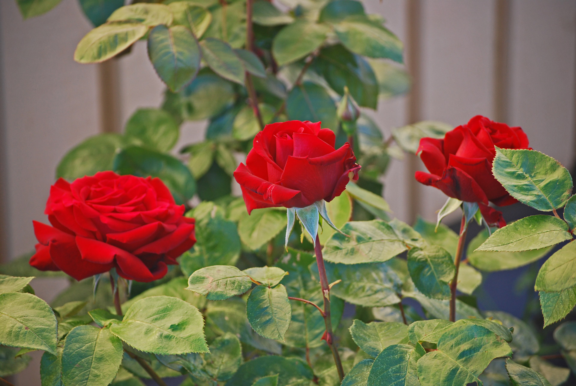 Blommande röda rosor