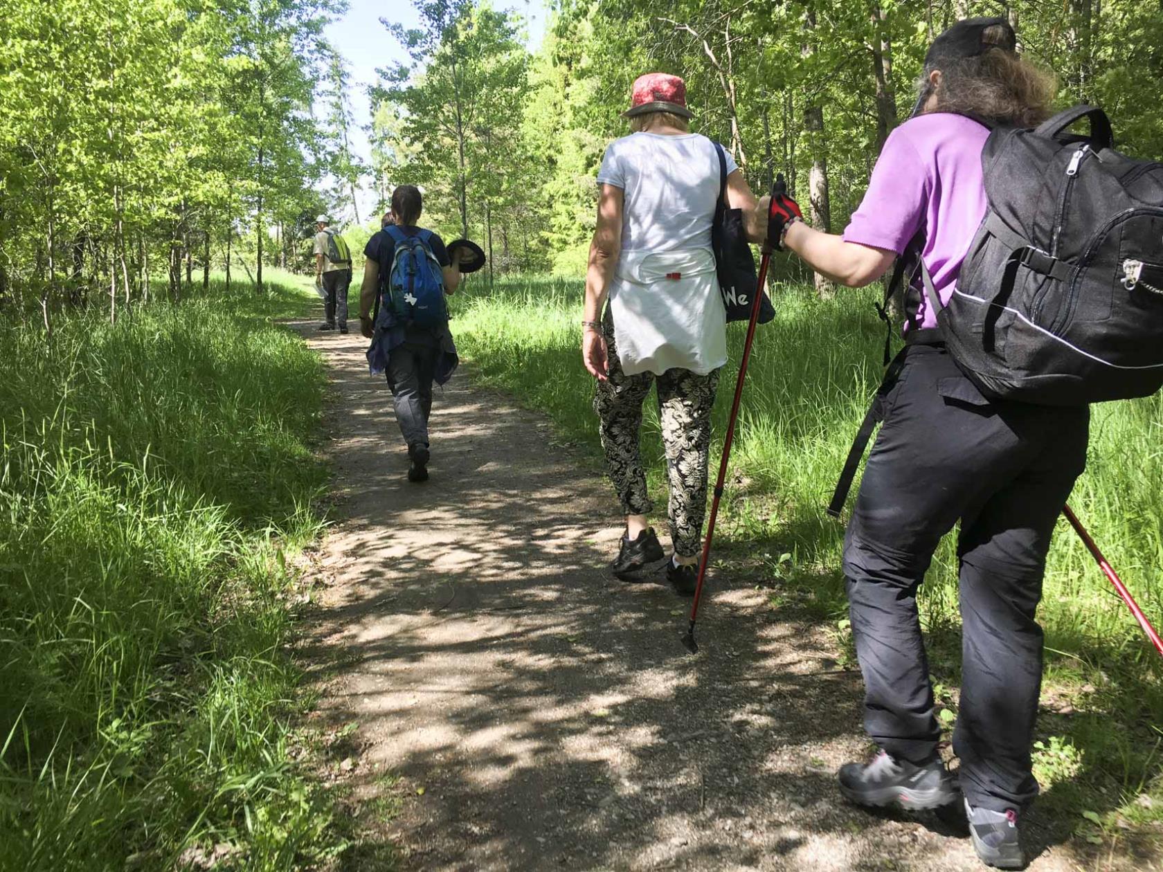 Vandrare med stavar och ryggsäck. Det är försommargrönt.